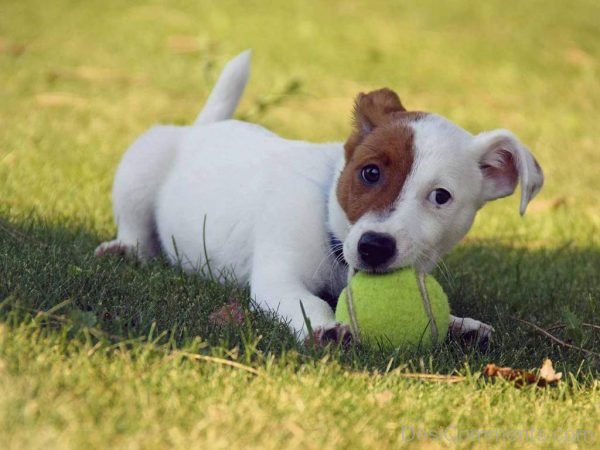 Dog playing With Tennis Ball-DC039