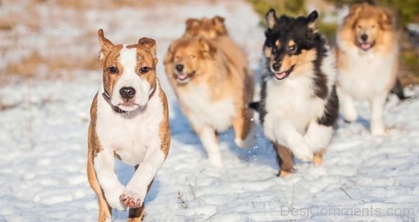 Dogs Running On Snow-DC049