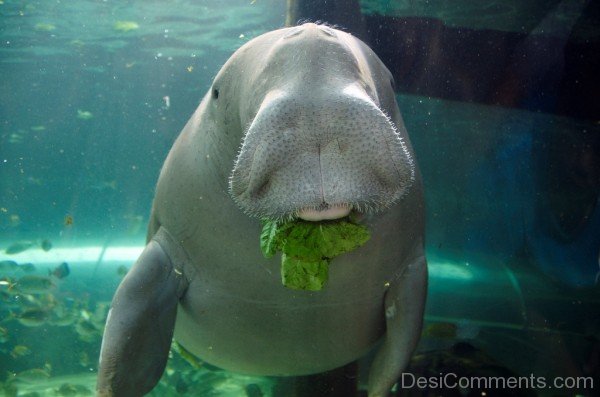 Dugong Eating Grass-db008