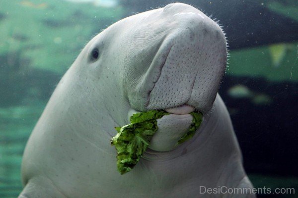 Dugong  Eating-db005