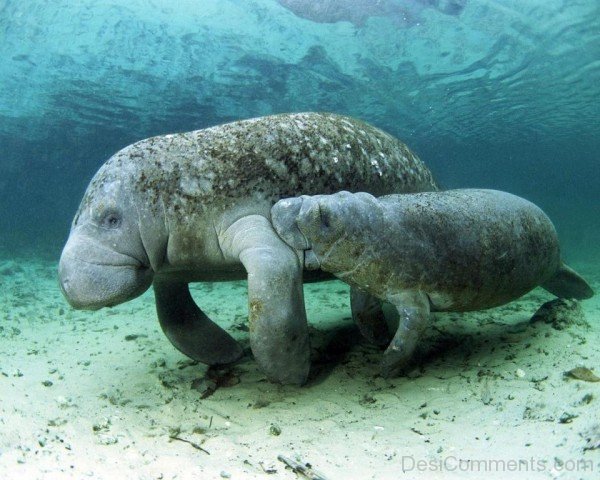 Dugong With Calf-db015