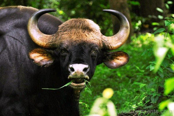 Eating Grass -Gaur-pkjmlk2308