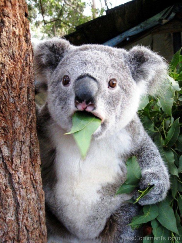Eating Koala-adb06desi006
