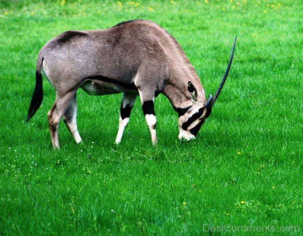 Eating Oryx-adb104desicomm04