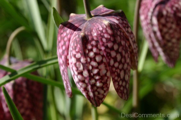 Elegant Fritillaria Montana Flower-try504DCDesi28