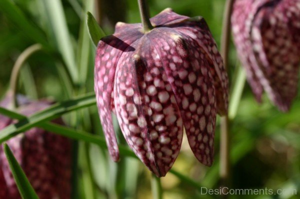 Elegant Fritillaria Montana Flower
