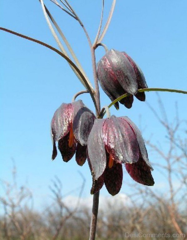 Elegant Fritillaria Ruthenica Flowers-kju604DC0008