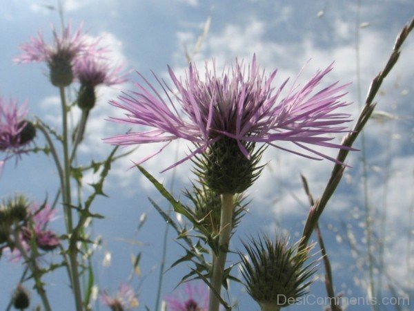 Elegant Galactites Tomentosa Flowers-tub2304DC0709