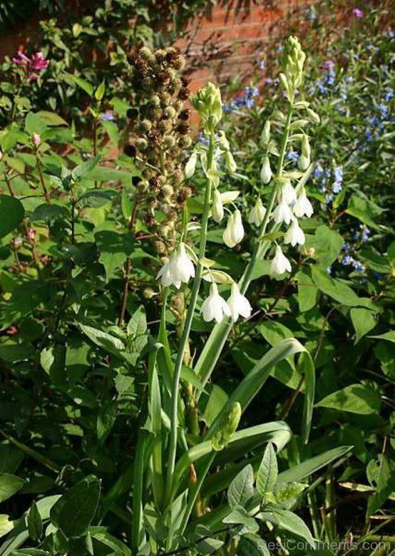 Elegant Galtonai Candicans Flowers