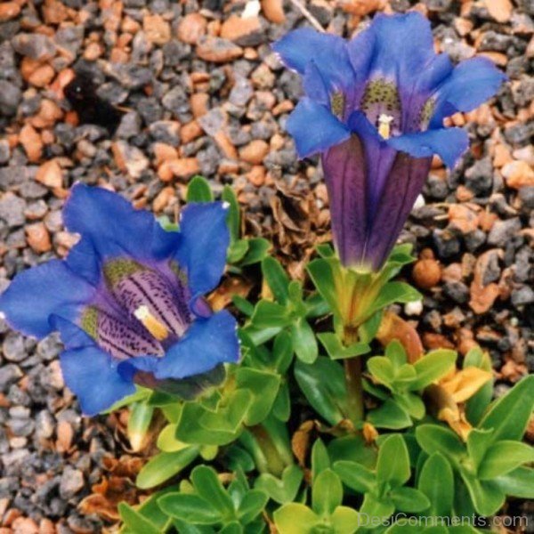 Elegant Gentiana Acaulis Flowers-yui804DC12309