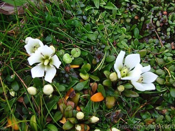 Elegant Gentiana Saxosa Flowers