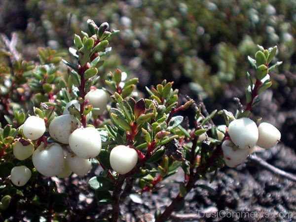 Elegant Snow Berry Flowers