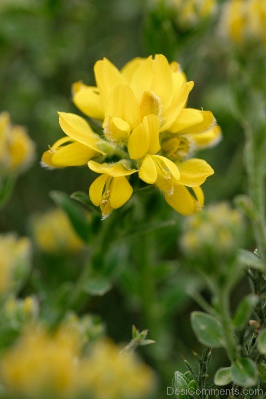 Elegant Spanish Gorse Flower-gta504DC00224