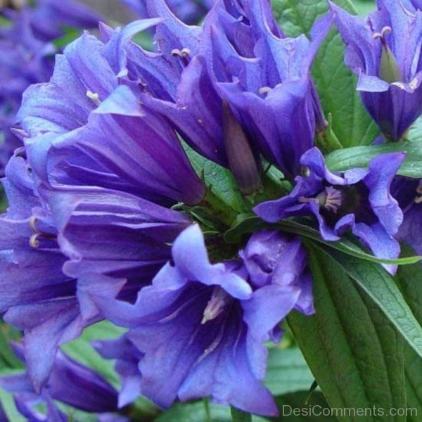 Elegant Willow Gentian Flowers