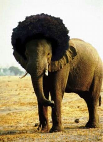 Elephant Funny Hair
