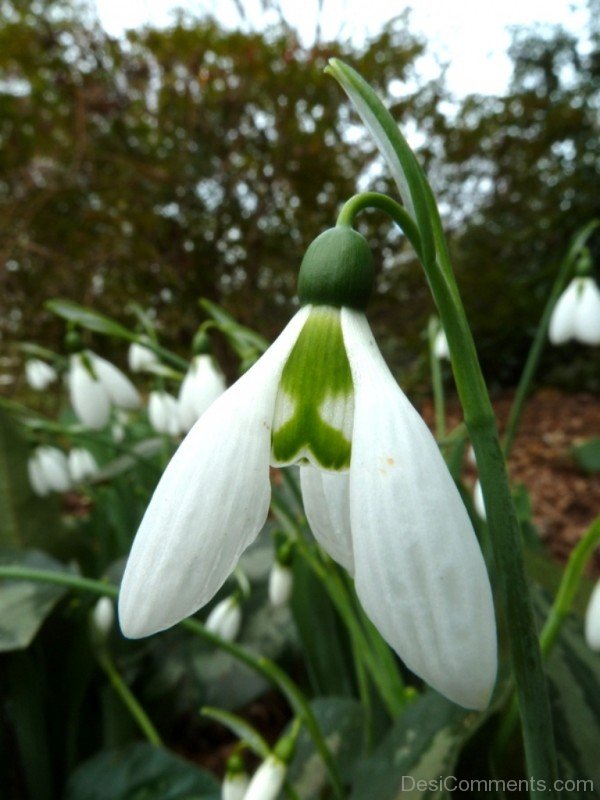 Elwes’s Snowdrop Flower