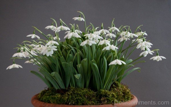 Elwes’s Snowdrop Flowers In Pot