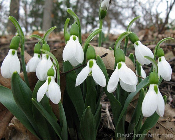 Elwes's Snowdrop Flowers Picture-dft509DEsi026