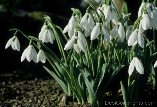 Elwes's Snowdrop Flowers With Green Leaves-dft510DEsi031