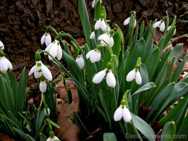 Elwes's Snowdrop Flowers-dft511DEsi027