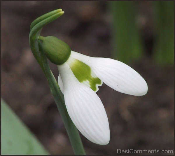 Elwes’s Snowdrop Image