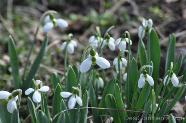 Elwes’s Snowdrop Photo