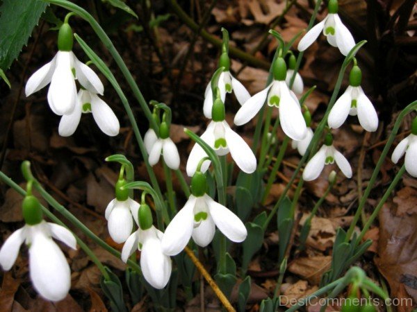 Elwes’s Snowdrop Picture