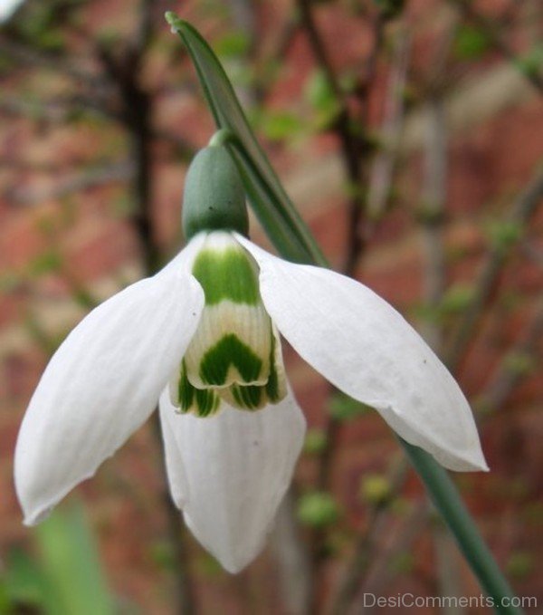 Elwes’s Snowdrop