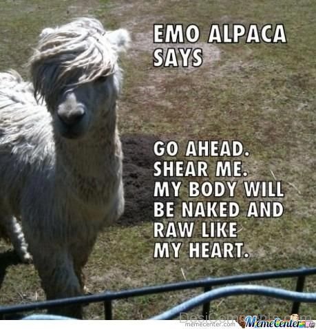 Emo Alpaca Says