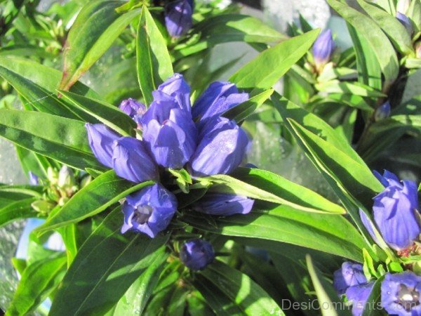 Extraordinary Dahurian Gentian Flowers-kyu716DC0DEsi28