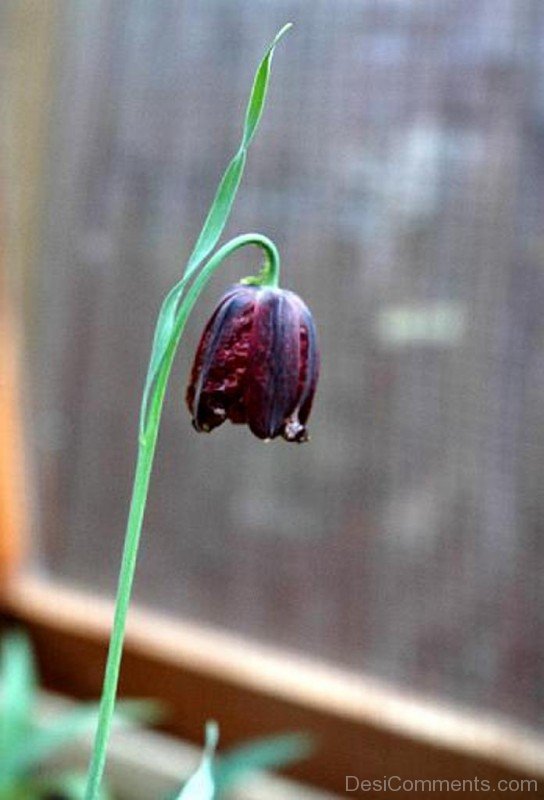 Extraordinary Fritillaria Montana Flower-try505DCDesi02