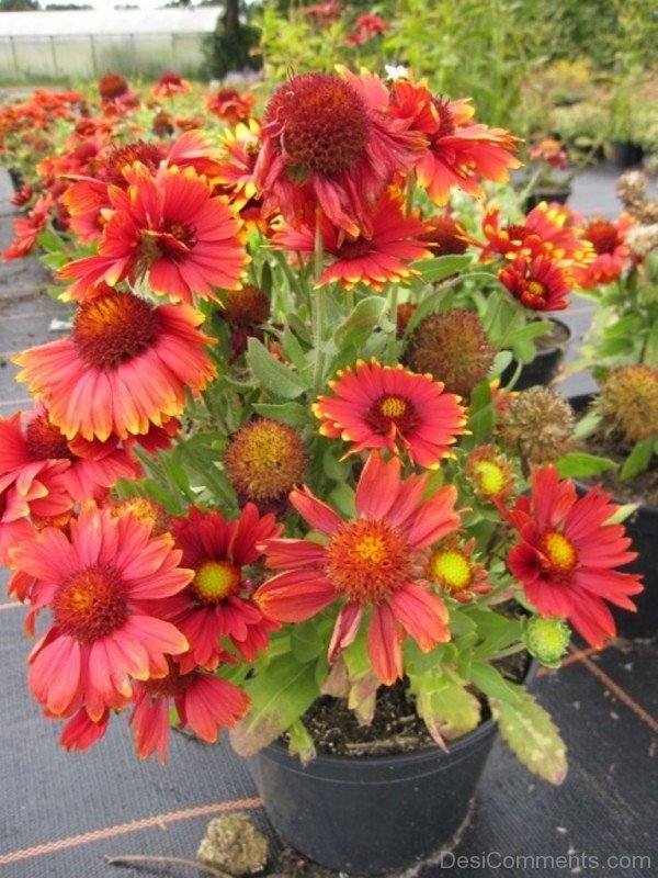 Extraordinary Gaillardia Arizona Flowers-tgb505DC0225