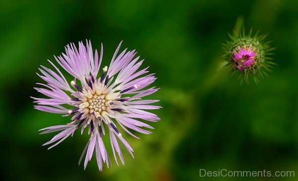 Extraordinary Galactites Tomentosa Flower-tub2305DC0722