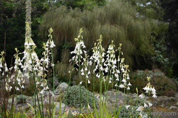 Extraordinary Galtonai Candicans Flowers