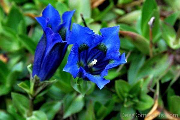 Extraordinary Gentiana Acaulis Flowers