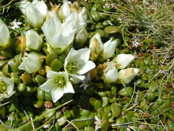 Extraordinary Gentiana Saxosa Flowers