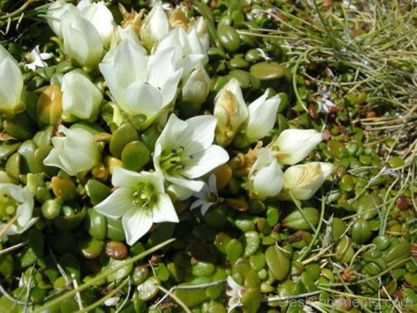 Extraordinary Gentiana Saxosa Flowers-red305DC01S10