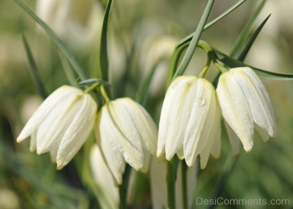 Extraordinary White Snake's Head Fritillary Flowers-xse205DC12325