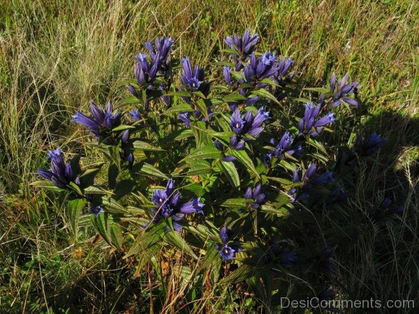 Extraordinary Willow Gentian Flowers