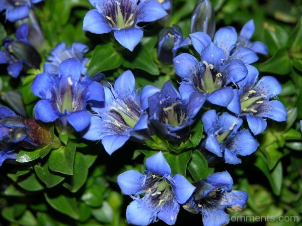 Fabulous Dahurian Gentian Flowers-kyu717DC0DEsi23