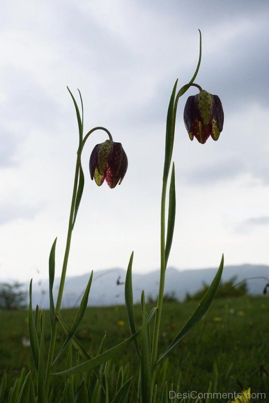 Fabulous Fritillaria Montana Flowers-try506DCDesi03