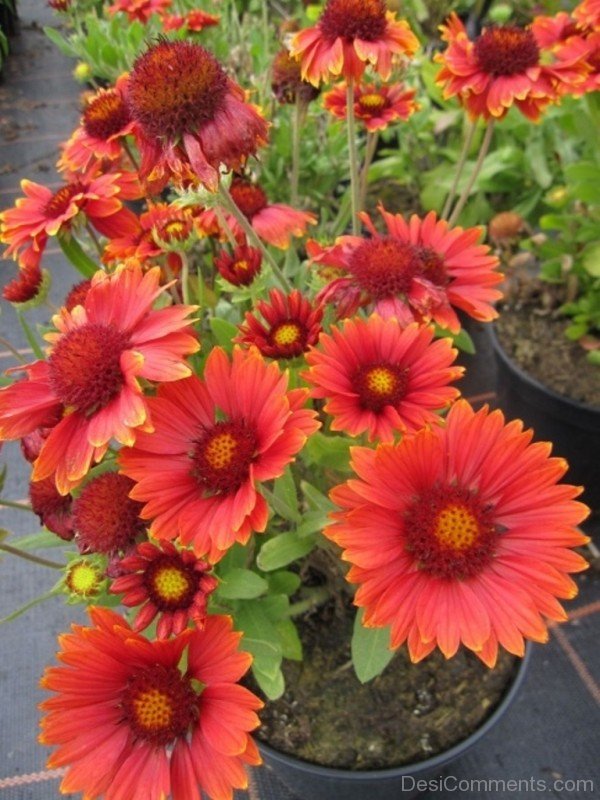 Fabulous Gaillardia Arizona Flowers-tgb506DC0224