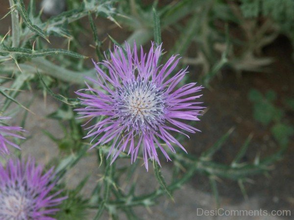 Fabulous Galactites Tomentosa Flower-tub2306DC0701