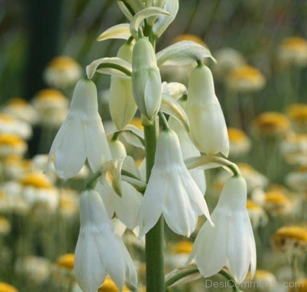 Fabulous Galtonai Candicans Flowers