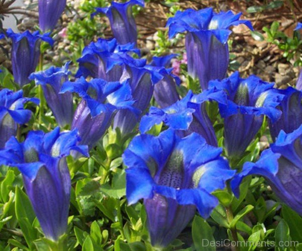 Fabulous Gentiana Acaulis Flowers