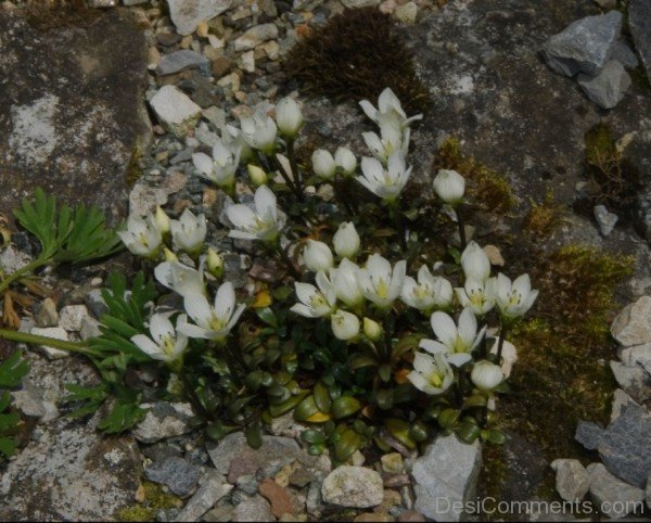 Fabulous Gentiana Saxosa Flowers