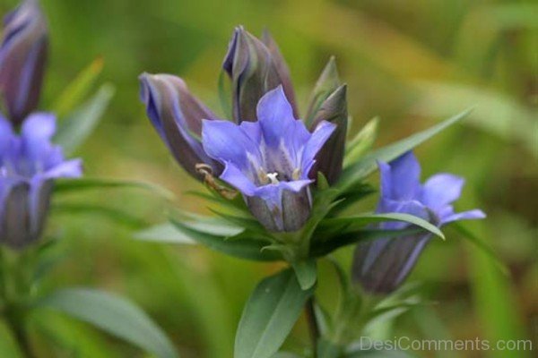Fabulous Japanese Gentian