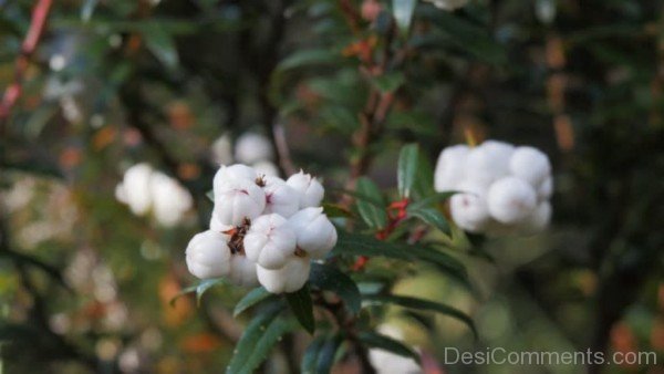 Fabulous Snow Berry Flowers