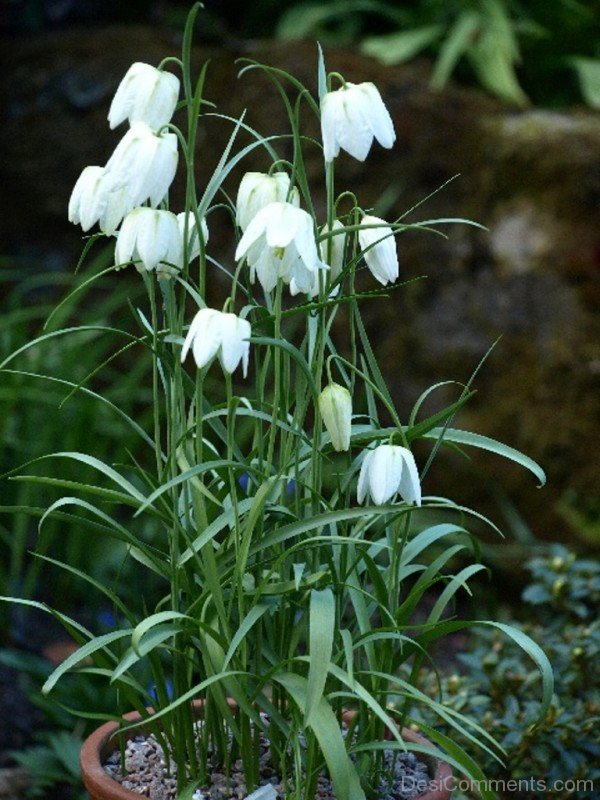 Fabulous White Snake's Head Fritillary Flowers-xse206DC12327