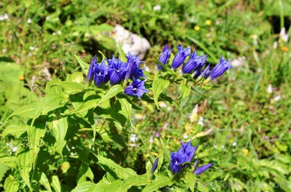 Fabulous Willow Gentian Flowers